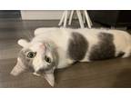 Adopt Lady Jane Grey a White Domestic Shorthair / Mixed (short coat) cat in Los