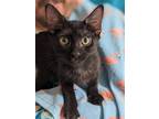 Adopt Sutton Lane a Black (Mostly) Domestic Shorthair / Mixed (short coat) cat