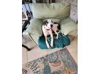 Adopt Princess aka Paisley a White - with Brown or Chocolate Italian Greyhound /