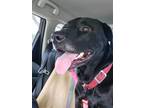 Adopt Blue a Black Labrador Retriever / Mixed dog in Fort Myers, FL (38750130)
