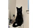 Adopt Milli a Black (Mostly) Domestic Shorthair / Mixed (short coat) cat in