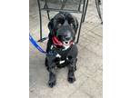 Adopt Kahlo a Poodle (Standard) / Labrador Retriever / Mixed dog in Burlington