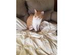 Adopt Nacho a Orange or Red (Mostly) Domestic Shorthair / Mixed (short coat) cat