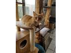 Adopt Here comes the Sunny! a Orange or Red Domestic Shorthair / Mixed (short