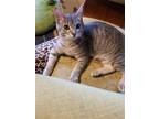 Adopt Hairy Purrter a Gray or Blue Domestic Shorthair / Mixed (short coat) cat