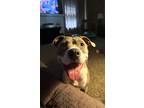 Adopt Biscuit a Brindle - with White American Staffordshire Terrier / American