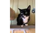 Adopt Missy a Black & White or Tuxedo Domestic Shorthair (short coat) cat in