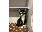 Adopt Mama S-73 a Domestic Mediumhair / Mixed cat in Pomona, CA (38749220)