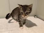 Adopt * Toe Beans a Domestic Shorthair / Mixed cat in Pomona, CA (38749217)