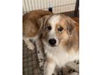 Adopt Turbo a White - with Brown or Chocolate Great Pyrenees / Mixed dog in