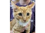 Adopt Tango a Orange or Red (Mostly) Domestic Mediumhair (medium coat) cat in