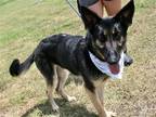 Adopt Sophie a Black - with Tan, Yellow or Fawn German Shepherd Dog / Mixed dog