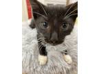 Adopt Charlie Chaplin a Black & White or Tuxedo Domestic Shorthair (short coat)