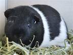 Adopt ACE a Guinea Pig (medium coat) small animal in Denver, CO (38677607)