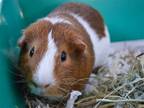 Adopt ROCKY a Guinea Pig (medium coat) small animal in Denver, CO (38677606)