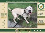 Adopt Goose a Mixed Breed (Medium) / Mixed dog in Melbourne, FL (38747975)