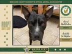 Adopt Lucian a Mixed Breed (Medium) / Mixed dog in Melbourne, FL (38747974)