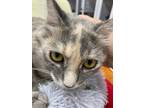 Adopt Easter a Calico or Dilute Calico Domestic Longhair (long coat) cat in