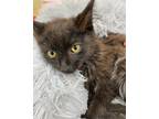 Adopt Frosted Beauty a Black (Mostly) Domestic Longhair (long coat) cat in