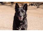 Adopt Hans a Black - with White Shepherd (Unknown Type) / Mixed dog in
