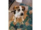 Adopt Trooper a Tricolor (Tan/Brown & Black & White) Labrador Retriever / Mixed