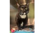 Adopt Freida a Domestic Shorthair / Mixed cat in Sioux City, IA (38719928)