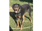 Adopt C.P. a Black - with Tan, Yellow or Fawn Doberman Pinscher / Mixed dog in