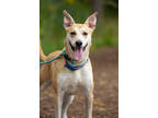 Adopt Tundra a Tan/Yellow/Fawn Shepherd (Unknown Type) / Mixed dog in Fishers