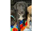 Adopt Urry a German Shepherd Dog / Akita dog in West Columbia, SC (38712083)