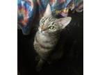 Adopt Tiger a Brown Tabby Domestic Shorthair (short coat) cat in Virginia Beach