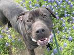 Adopt Bluey a Black Mixed Breed (Large) / Mixed dog in Georgetown, TX (38732291)