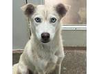 Adopt IYKYK a White - with Tan, Yellow or Fawn Husky / Mixed Breed (Large) /