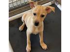 Adopt Paul a Mixed Breed (Medium) / Mixed dog in Rancho Santa Fe, CA (38638314)