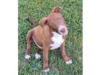 Adopt Oscar a Tan/Yellow/Fawn Terrier (Unknown Type, Medium) / Mixed dog in