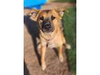 Adopt Calvin a Tan/Yellow/Fawn Shepherd (Unknown Type) / Mixed dog in Phoenix