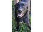 Adopt Jackson~ SPONSORED! a Black Labrador Retriever / Australian Cattle Dog /