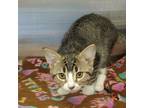 Adopt Honda a Brown Tabby Domestic Shorthair / Mixed (short coat) cat in