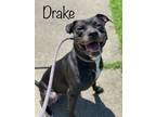 Adopt Drake a Brown/Chocolate American Staffordshire Terrier / Mixed (short