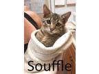 Adopt Souffle a Gray, Blue or Silver Tabby Domestic Shorthair / Mixed (short