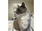 Adopt Paisley a Gray, Blue or Silver Tabby Siamese / Mixed (short coat) cat in