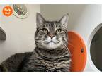 Adopt Margaret a Brown Tabby Domestic Shorthair / Mixed cat in New York