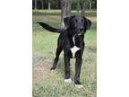 Adopt Higgins a Black Labrador Retriever / Mixed dog in Park Rapids
