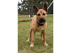 Adopt Scoobie a Tan/Yellow/Fawn Shepherd (Unknown Type) / Mixed dog in Park