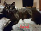 Adopt Carol a All Black Domestic Mediumhair / Mixed cat in Battle Ground