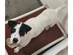 Adopt Tilly a Border Collie / Pointer / Mixed dog in Thompson Falls