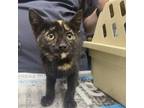 Adopt Brie a Domestic Shorthair / Mixed cat in Rocky Mount, VA (38734698)
