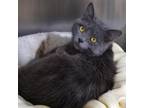 Adopt Carly Simon a Domestic Longhair / Mixed cat in Hamilton, GA (38725899)
