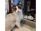 Adopt Venus a White Siamese / Mixed cat in Rochester, MN (38742178)