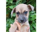 Adopt Cloudy a Tan/Yellow/Fawn - with Black Pit Bull Terrier / Mixed dog in