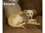 Adopt Emerie a Tan/Yellow/Fawn Labrador Retriever / Mixed dog in Florissant